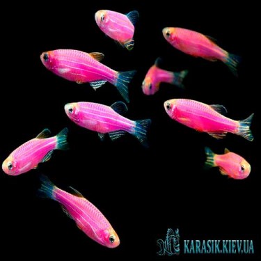 Аквариумная рыбка - Данио