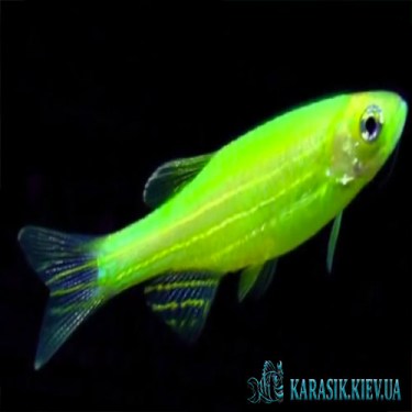 Данио GloFish - Салатовая - Аквариумные Рыбки