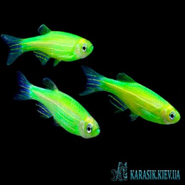 Данио GloFish - Салатовая - Аквариумные Рыбки