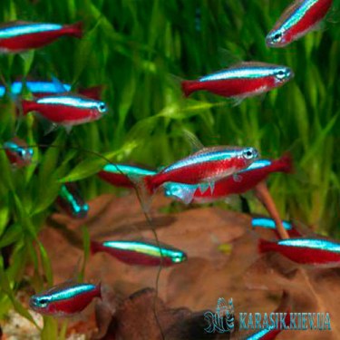 Неон Красный - Аквариумные Рыбки