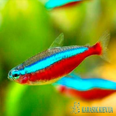 Неон Красный - Аквариумные Рыбки