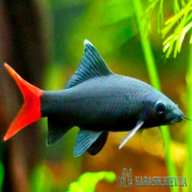 Лабео Биколор  - Аквариумные Рыбки