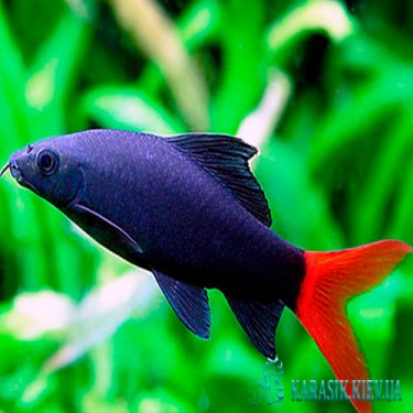 Лабео Биколор  - Аквариумные Рыбки