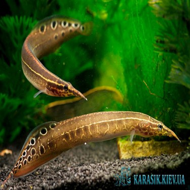 Макрогнатус Глазчатый  - Аквариумные Рыбки