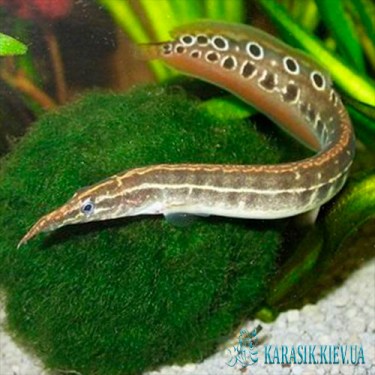 Макрогнатус Глазчатый  - Аквариумные Рыбки