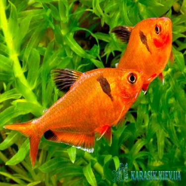 Минор  - Аквариумные Рыбки - KARASIK