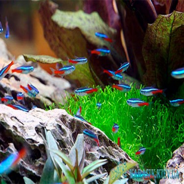 Неон Голубой - Аквариумные Рыбки