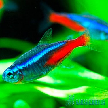 Неон Голубой - Аквариумные Рыбки