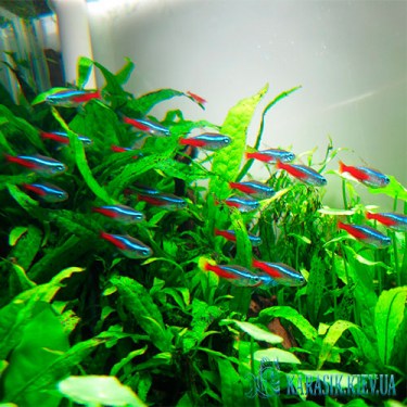 Неон Голубой - Аквариумные Рыбки