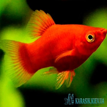 Пецилия Красная - Аквариумные Рыбки