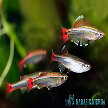 Кардинал - Аквариумные Рыбки - KARASIK