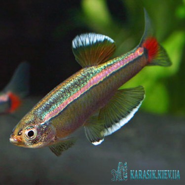 Кардинал - Аквариумные Рыбки - KARASIK