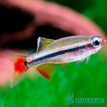 Кардинал - Аквариумные Рыбки - KARASIK