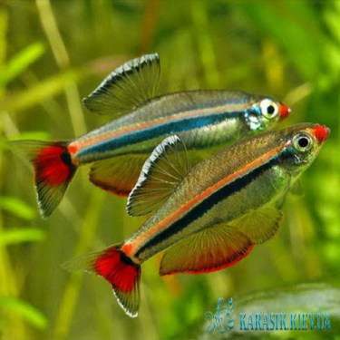 Кардинал - Аквариумные Рыбки - KARASIK