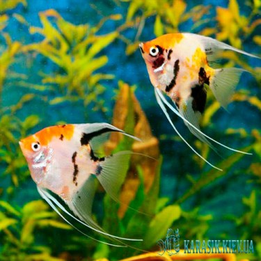 Скалярия Кои - Аквариумные Рыбки
