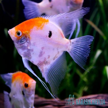 Скалярия Кои - Аквариумные Рыбки
