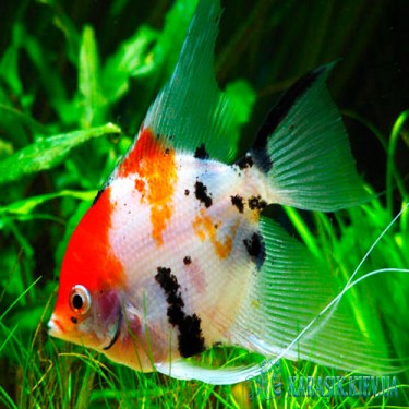 Скалярия Кои - Аквариумные Рыбки