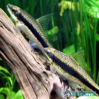 Сиамский Водорослеед | Мирные Аквариумные Рыбки