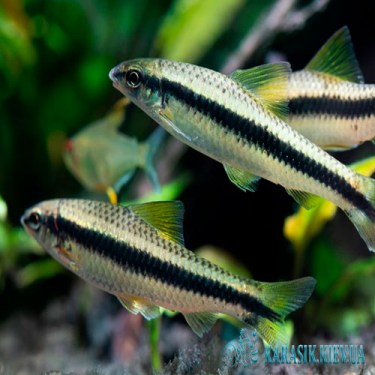 Сиамский Водорослеед | Мирные Аквариумные Рыбки