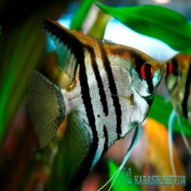 Скалярия Полосатая - Аквариумные Рыбки