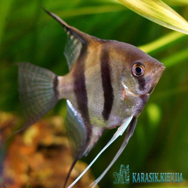 Скалярия Полосатая - Аквариумные Рыбки