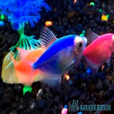 Тернеция Синяя GloFish - Аквариумные Рыбки