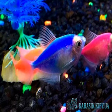 Тернеция Синяя GloFish - Аквариумные Рыбки